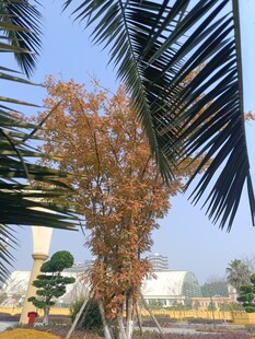 棕榈树间的秋日景象