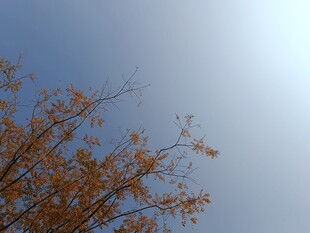 秋日树梢映蓝天