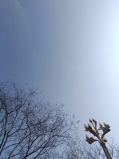 冬日树梢映蓝天