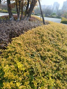 金黄灌木丛景观