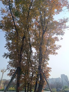 秋日金黄树木风景