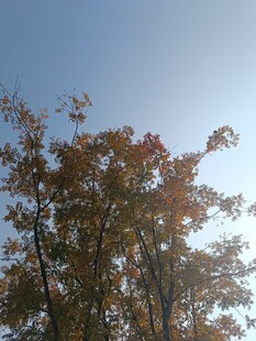 秋日树梢映蓝天