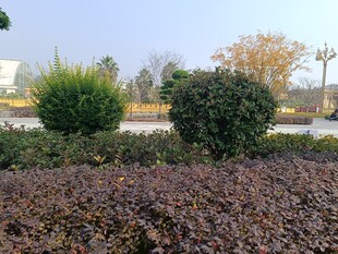城市绿化带景观植物