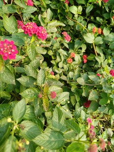 绿叶丛中绽放的娇艳花朵