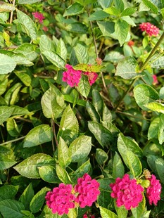 绿叶丛中绽放的艳丽花朵