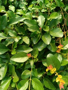 翠绿繁茂的植物景观