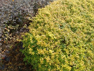 金黄繁茂的绿色植物景观