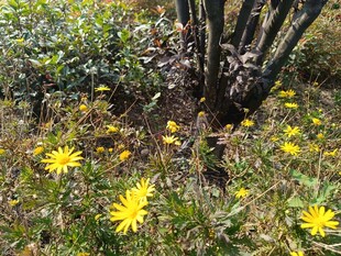 草丛中的黄色小花绽放