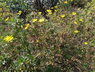 野外绽放的黄色小花