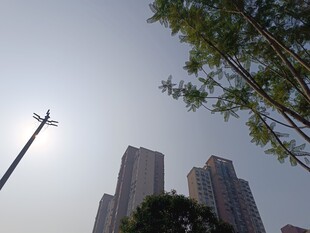 城市高楼与绿树相映成景