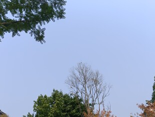 秋日树梢上的天空景色