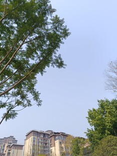 绿树掩映下的城市建筑