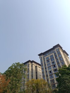 高层住宅旁的绿树景观