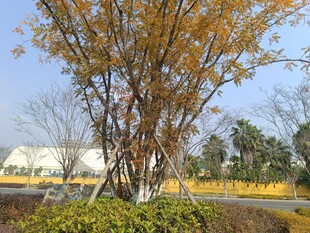 秋日路旁树木景致