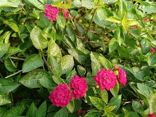 艳丽玫红花朵绽放绿叶间