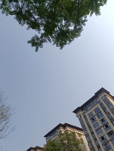 绿树映衬下的城市建筑