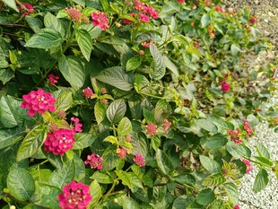 鲜艳花丛绿意盎然