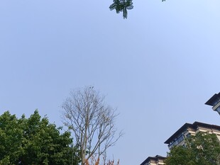 空中无人机与周围建筑树木