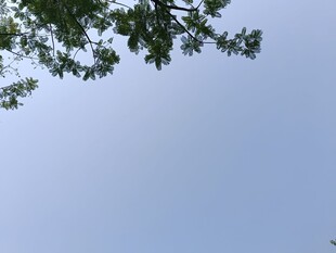 树梢之上的晴朗蓝天