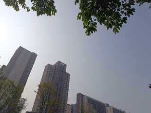 城市高楼与绿树相映成趣