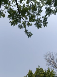 仰视绿树蓝天景象