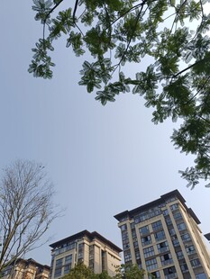 高层住宅与枝头绿意