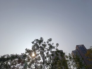 阳光下的树梢与建筑