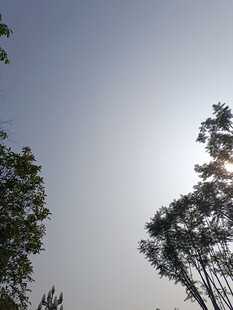 阳光下的树木剪影