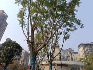 城市中挺拔的绿树