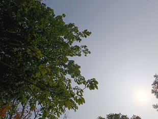 绿树映日的静谧景象