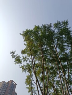 城市中挺立的翠绿竹林