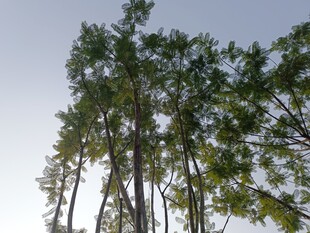 挺拔树木仰视图