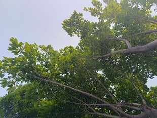 繁茂绿树仰拍景致