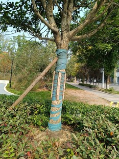 公园树木支撑与保护装置