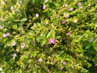 繁茂花丛中的粉色小花