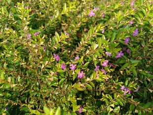 繁茂绿植间的紫色小花