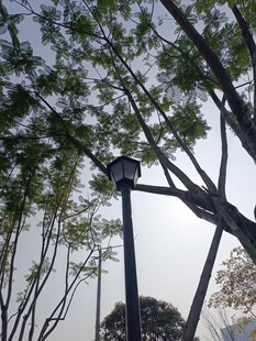 户外树木间的黑色灯具