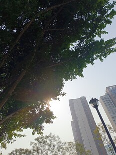 阳光透过绿树映高楼