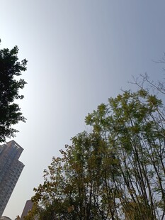 城市绿树与高楼景观