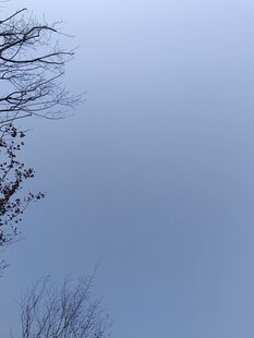 冬日树梢与灰蓝天际