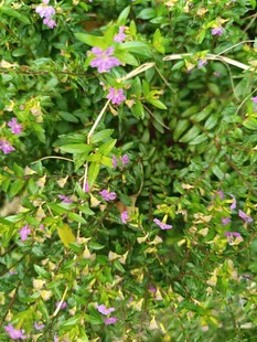 繁茂绿植间的粉嫩小花