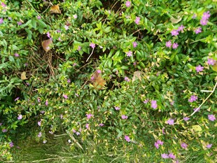 繁茂绿植中的紫色小花