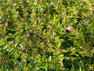 绿叶丛中的紫色小花