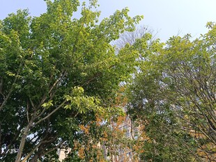 户外繁茂绿树景观