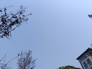 蓝天树木旁的建筑物