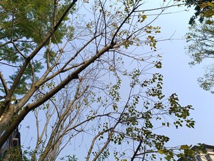 仰视下的繁茂树木枝叶