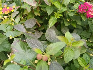 绿叶间绽放的多彩花卉