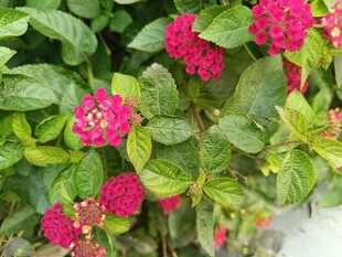 鲜艳多彩的马缨丹花卉