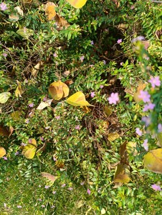 草丛中的多彩果实与花卉