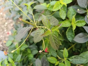 绿叶间的红色小果实